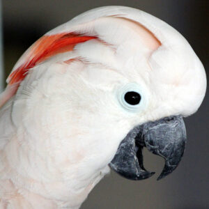 profile on head of a Moluccan cockatoo with beak open