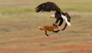 bald eagle in flight with red fox in talons