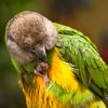 Senegal parrot with foot in beak