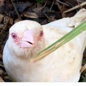 albino magpie