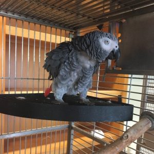 African grey parrot on shelf in cage
