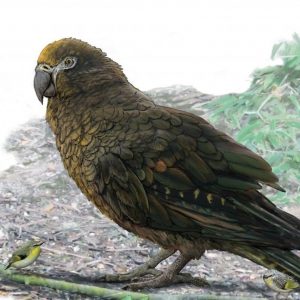 artist drawing of extinct parrot Heracles inexpectatus