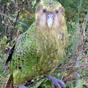 Kakapo parrot perched in tree outdoors