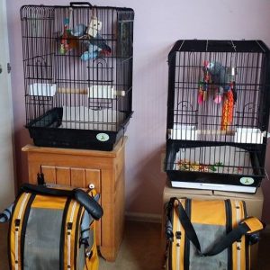 parrots in cages