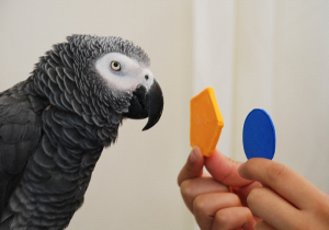 African grey parrot Alex