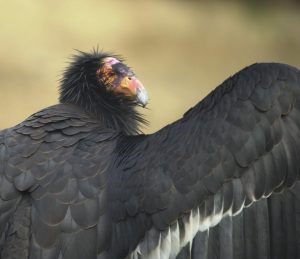 California condor