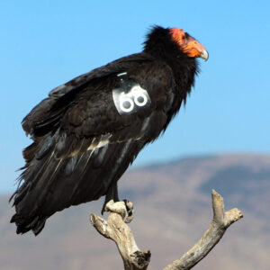 California condor with ID tag on wing perched on a branch