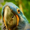 face of hyacinth macaw