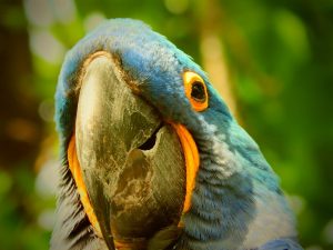 face of hyacinth macaw
