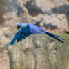 Hyacinth macaw in flight