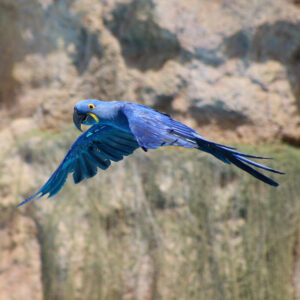 Hyacinth macaw in flight