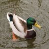 male mallard duck swimming