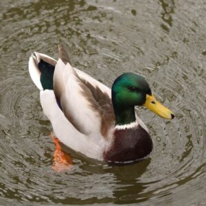 male mallard duck swimming 