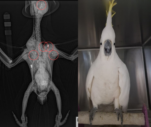 sulphur-crested cockatoo and its X-ray