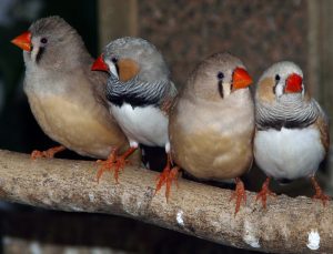 four zebra finches perched on branch