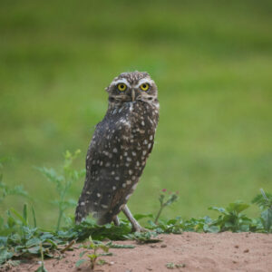 burrowing owl standing on dirt looking at camera