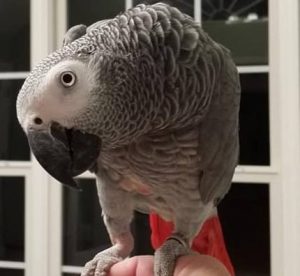 Modifying a Cage for a Disabled Parrot