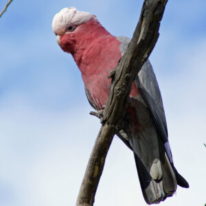 Galah cockatoo (aka rose-breasted cockatoo0 perched on branch outside