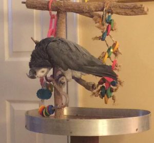 Be Inspired By These Special-abled Birds – Pet Birds by Lafeber Co.