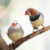 two zebra finches perched side by side on a branch
