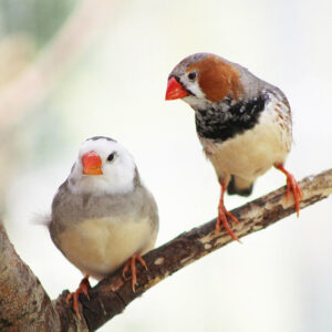 two zebra finches perched side by side on a branch