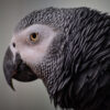 profile photo of an African grey parrot's head