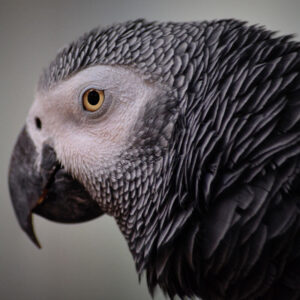 profile photo of an African grey parrot's head