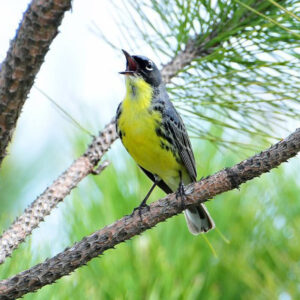 Kirtland's warbler perched on branch with beak open