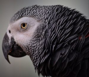 African grey store vet near me