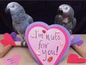 African grey parrots