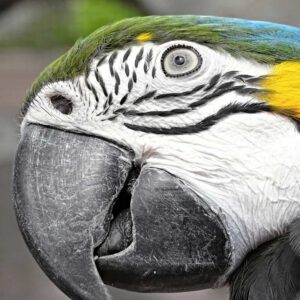 close up on the face of a blue and gold macaw parrot