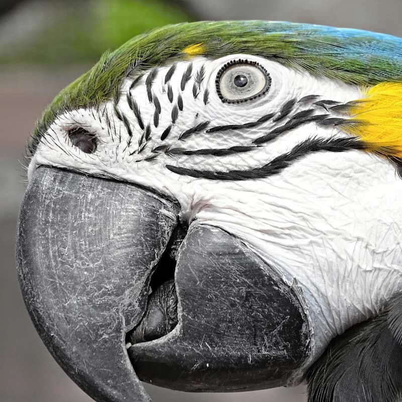 close up on the face of a blue and gold macaw parrot