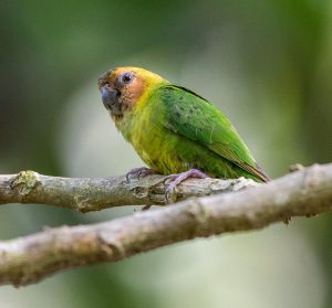 pygmy parrot