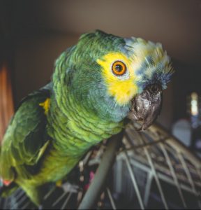 Amazon parrot