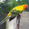sun conure perched on branch leaning to the side