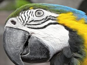 blue-and-gold macaw