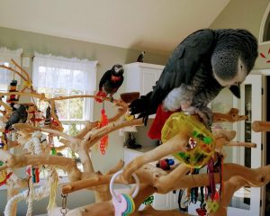 African grey parrots on play gym