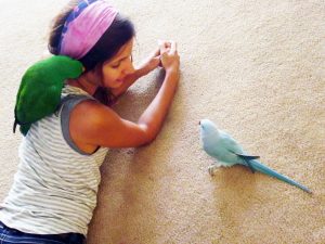 Eclectus and Indian-ringnecked