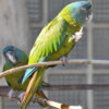two blue-headed macaws on perches in a cage outdoors