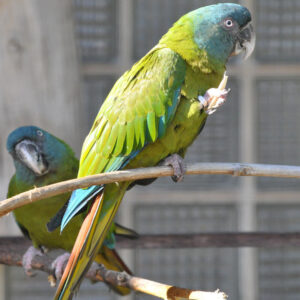two blue-headed macaws on perches in a cage outdoors