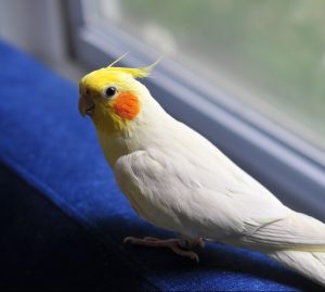 cockatiel