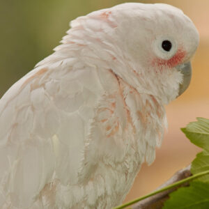 Goffin's cockatoo head and shoulders profile image