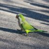 monk parrot or parakeet aka quaker parrot or parakeet walking