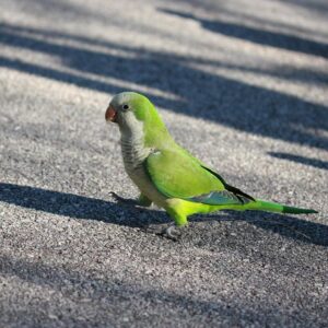 monk parrot or parakeet aka quaker parrot or parakeet walking