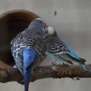 two blue budgies on a branch with one feeding the other