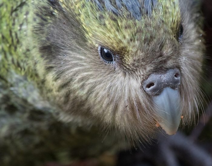 Meet The Kakapo, The Lovable, Rotund Parrot With Peculiar Ways Pet