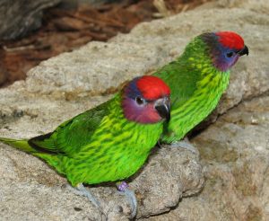 Golides lorikeet