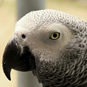 close up on African grey parrot face