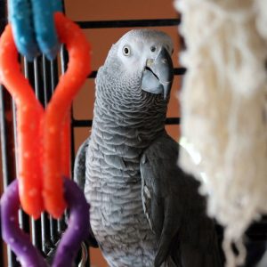 African grey parrot