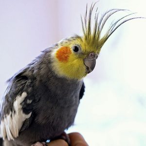 cockatiel perched on hand